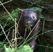 American Mink
