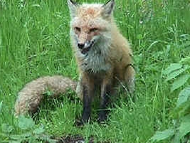 Red Fox