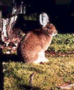Snowshoe Hare