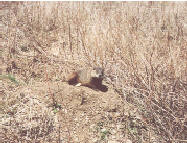 Woodchuck (Groundhog)