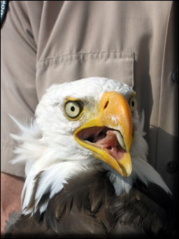 Photos: NL Wildlife Division