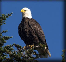 Photos: NL Wildlife Division