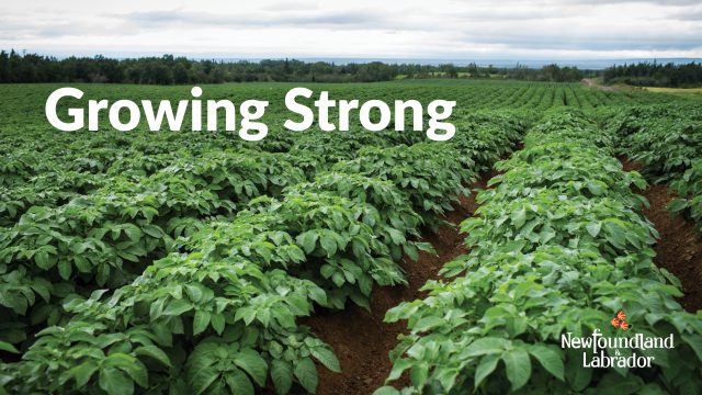 An image of a field of crops. The text is "Growing Strong."