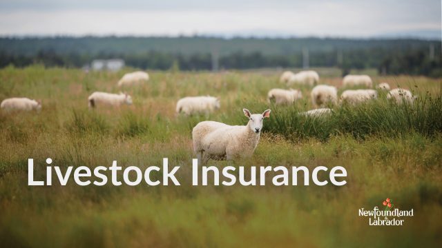 A flock of sheep in a field. Text: Livestock Insurance.