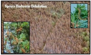 Spruce Budworm Defoliation