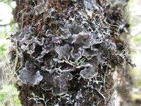 Boreal Felt Lichen