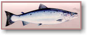 Atlantic Salmon - Fisheries, Forestry and Agriculture