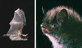 Little Brown Bat - Fisheries, Forestry and Agriculture