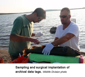 Sampling and surgical implantation of archival data tags.