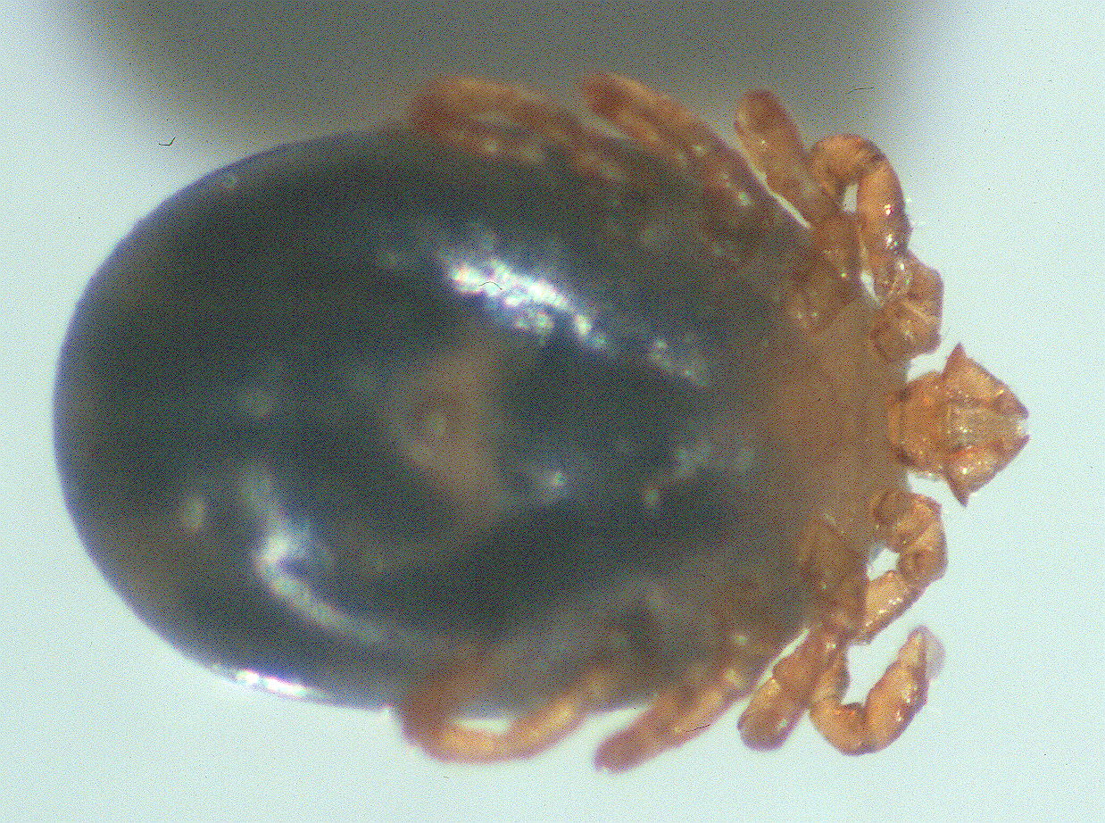 Female Rabbit Tick
