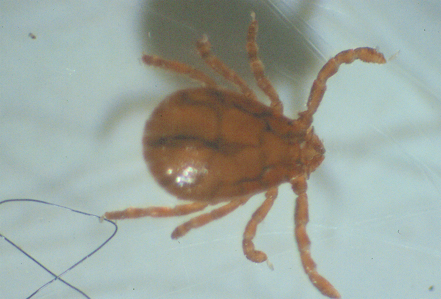 Male Rabbit Tick