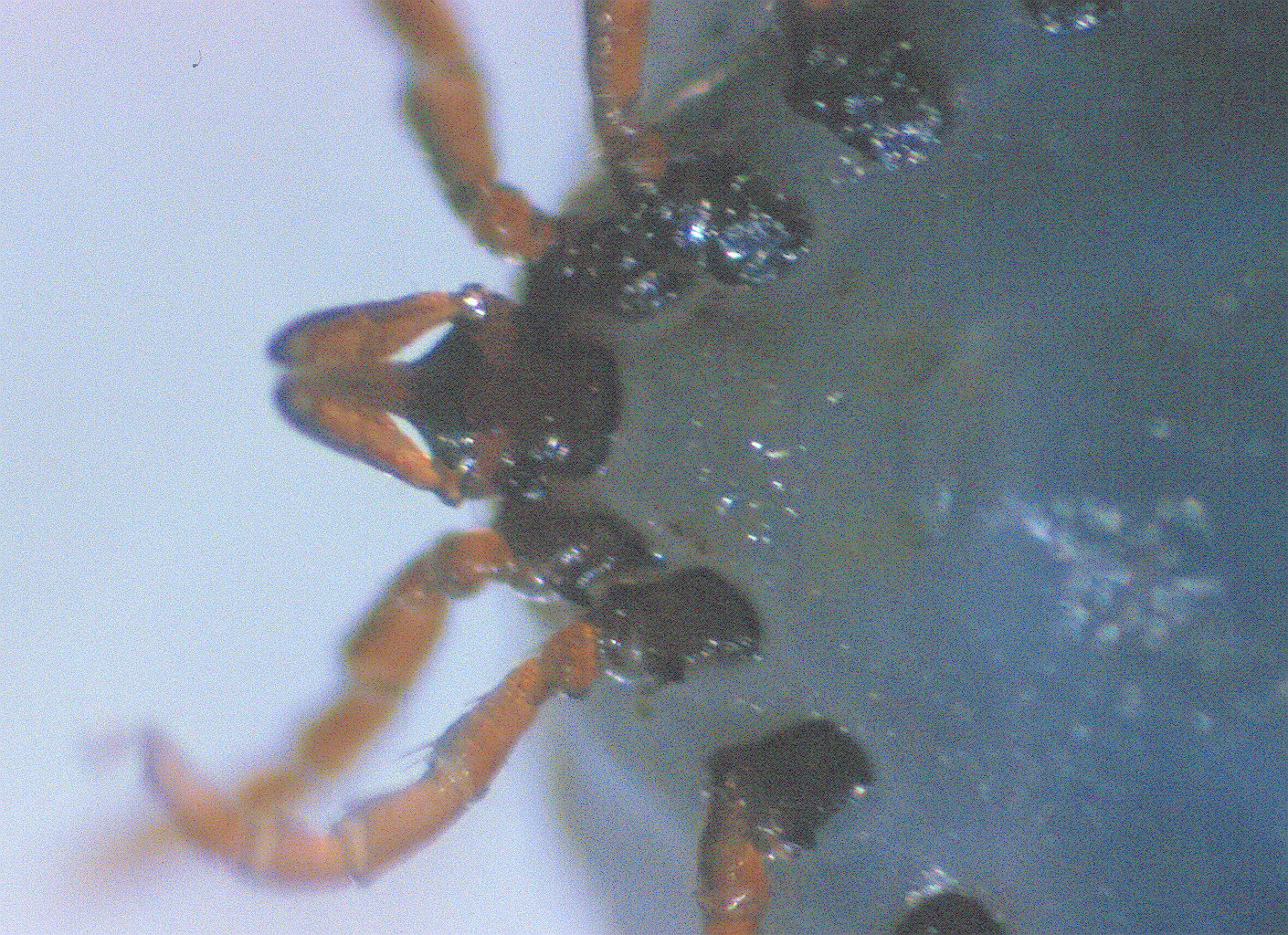 Close-up of Mouse tick