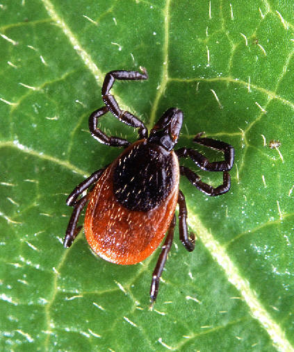 Black-legged Tick