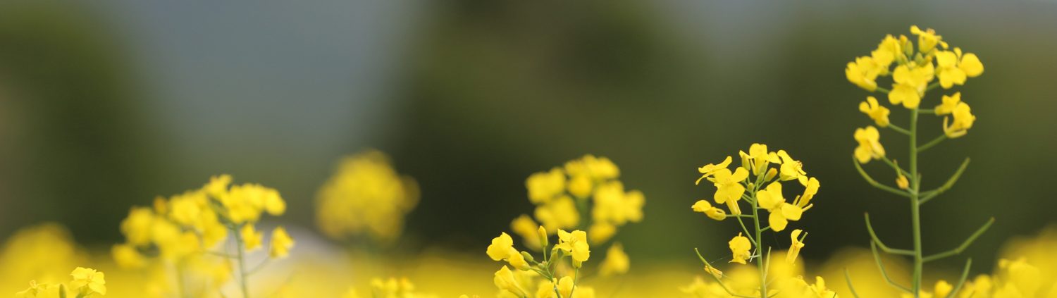 Yellow flowers