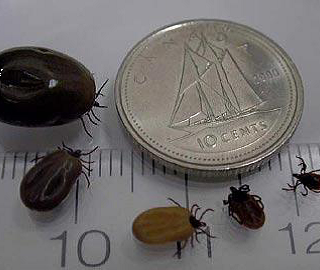 Female black legged tick in various stages of feeding