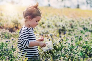 A picture of a young child in a patch of wild blueberries. They are using a container to pick the berries.