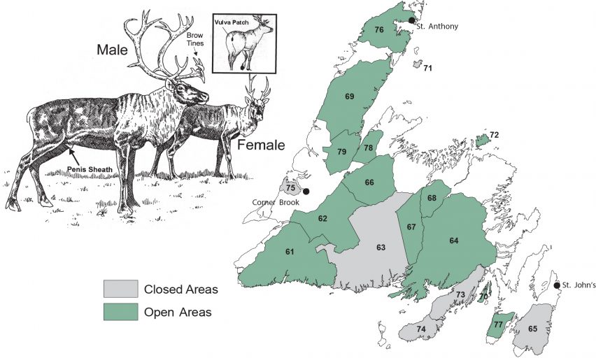 Hunting Seasons and Zones Island Caribou