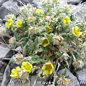 Burnt Cape Cinquefoil