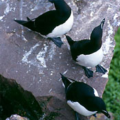 Razorbills