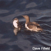 Common Murre Chick
