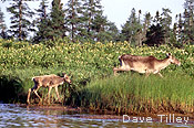 Doe and Calf 