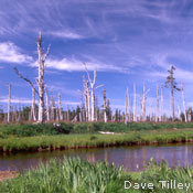Habitat