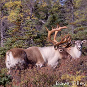 Caribou Stag