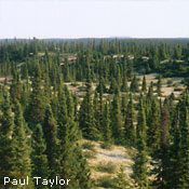 Habitat of Redfir lake