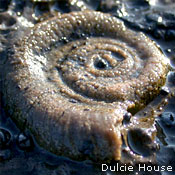 Gastropod Fossil