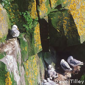 Black-Legged Kittiwakes