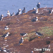 Puffin Colony