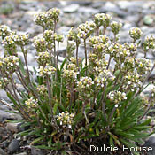 Fernald's Braya
