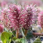Barrens Willow