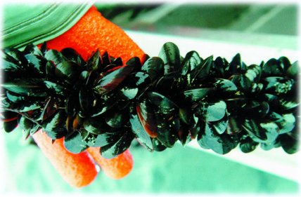 mussels.jpg (33550 bytes)