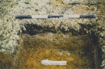 Figure 3. GlCg-8 Site: Soil Profile, Test Pit A, east wall.