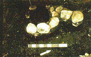 Gould Area - Feature 2 (hearth)