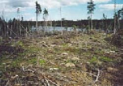 Cutover on East Side of Branch Pond; West View.