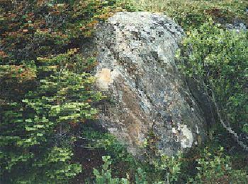 The 'Irish Rock', St. Lunaire-Griquet. The white patch has one set of distinctly man-made etches on it. The second set is found on the face of the stone which is covered by trees.