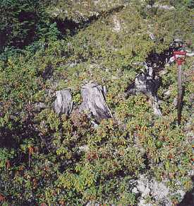 Deteriorating stump near Stagg Pond; common throughout the study area.