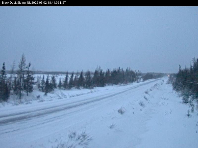 Black Duck Siding Live Camera Image