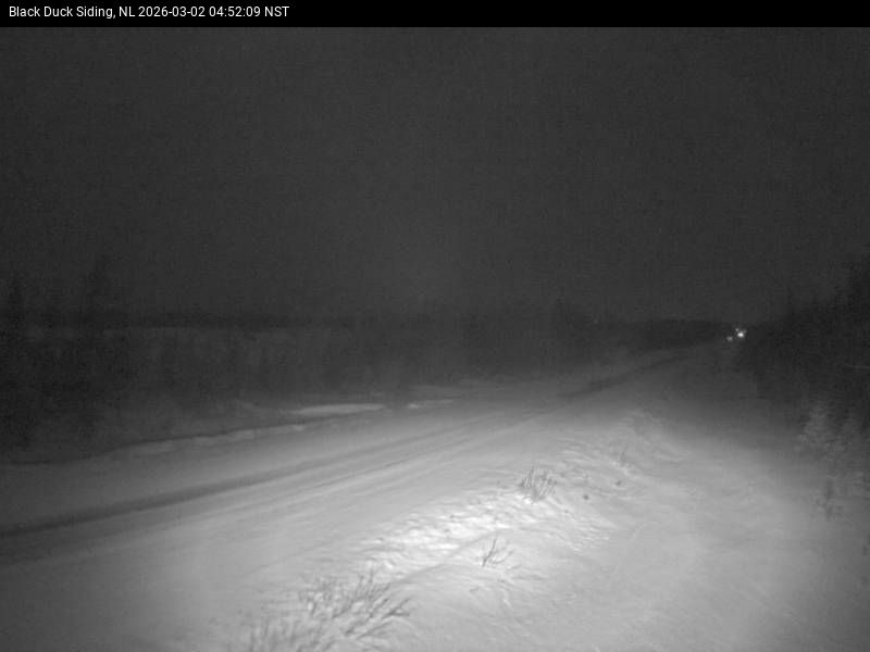 Black Duck Siding Live Camera Image