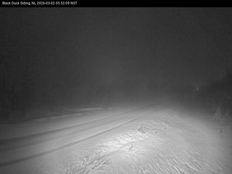 Black Duck Siding Live Camera Image
