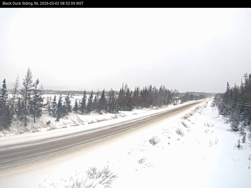 Black Duck Siding Live Camera Image