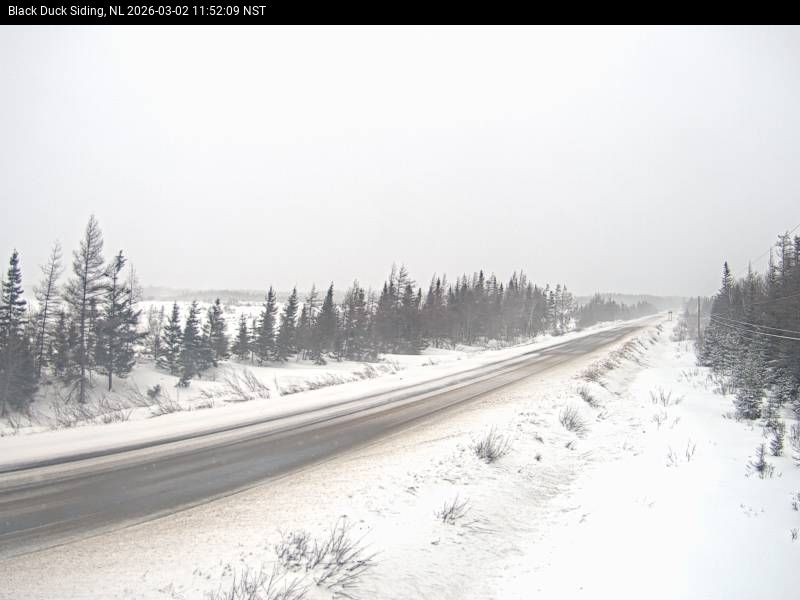 Black Duck Siding Live Camera Image