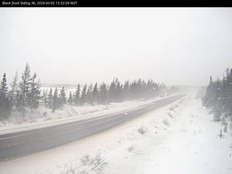 Black Duck Siding Live Camera Image