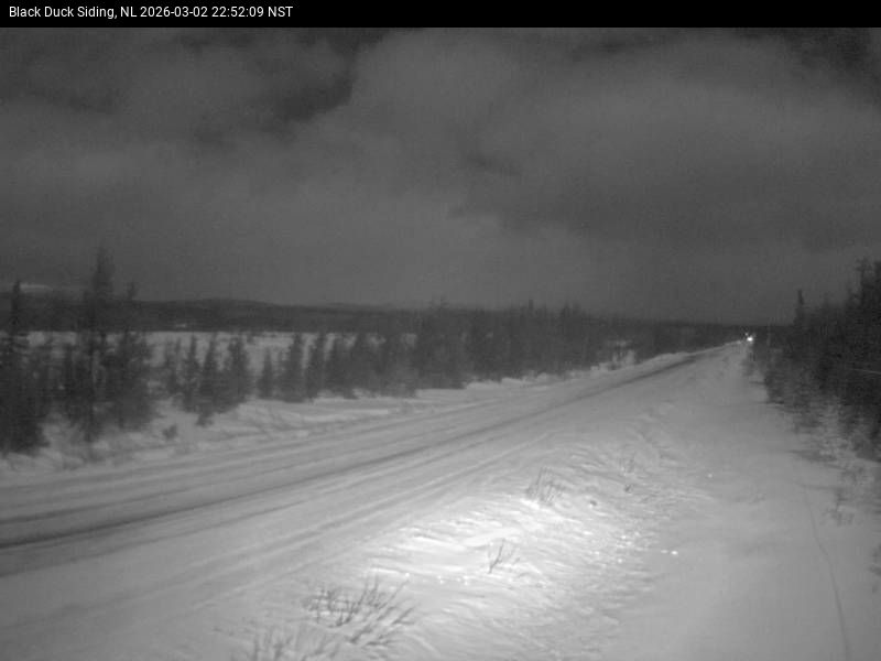 Black Duck Siding Live Camera Image