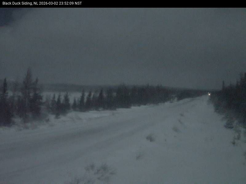 Black Duck Siding Live Camera Image