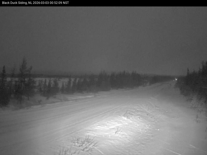 Black Duck Siding Live Camera Image