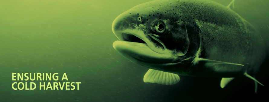 Ensuring a Cold Harvest