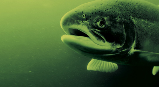 Aquatic Veterinarians